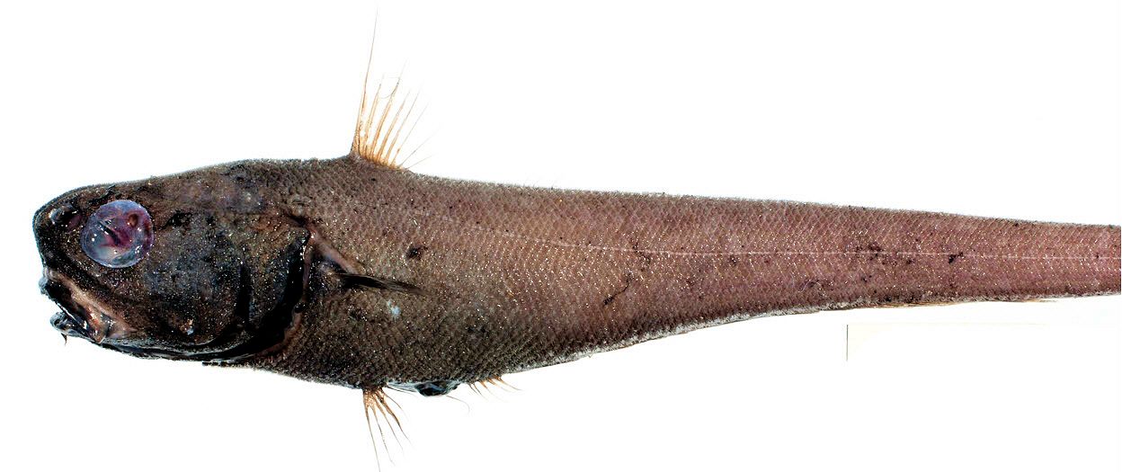 Trachonurus villosus_26